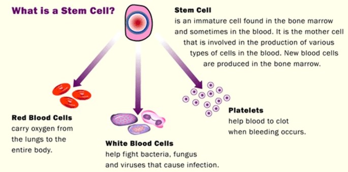 Day 24 Stem cell diagram